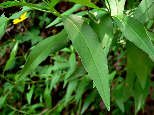 {Coreopsis pubescens var. robusta}